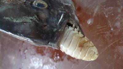 «الأيزوبودا» طفيل يقضي على الثروة السمكية ببحيرة قارون «تقرير»