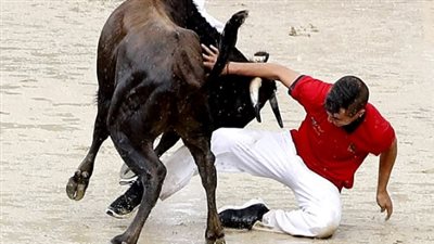 بالفيديو والصور.. ثور يهاجم رجلا حاول الدفاع عنه