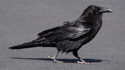 تفسير حلم رؤية الغراب في المنام وعلاقته بالحزن والمتاعب والهموم والمرض والموت