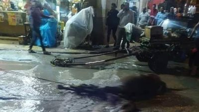 نفوق حصان صعقا ونجاة صاحبه بسبب مياه الأمطار بالإسكندرية