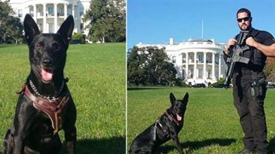 بعد 4 سنوات من الغياب.. بايدن يعيد حيوانات أليفة للبيت الأبيض