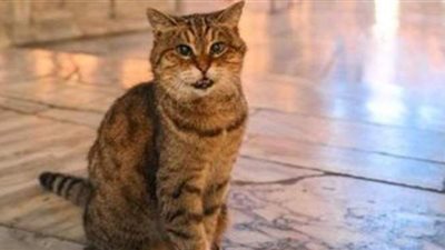 لديها 48 ألف متابع على انستجرام.. وفاة قطة  آيا صوفيا الشهيرة