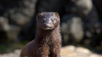 بسبب حيوان المنك .. بريطانيا تمنع دخول جميع القادمين من الدنمارك