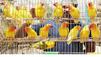 هل يجوز حبس الطيور فى أقفاص  للتمتع بمنظرها أو صوتها؟