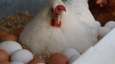 بورصة الدواجن العمومية.. أسعار الدواجن اليوم  2020/11/10