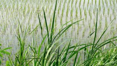 محافظ الوادي الجديد يشدد على منع وحظر زراعة الأرز