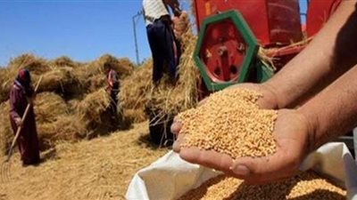 ضبط 1000 طن أقماح مستوردة مجهولة المصدر داخل مطحن بالجيزة