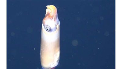 لأول مرة.. العثور على حبار وحيد من نوعه في أعماق المحيط بأستراليا | فيديو