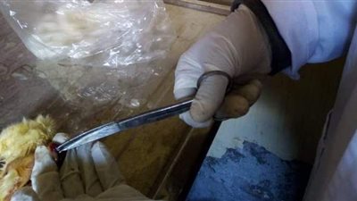 تحصين 35300 طائر من الأمراض الوبائية  بكفر الشيخ