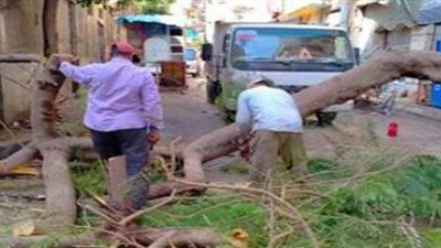بسبب سوء الأحوال الجوية.. تعطل حركة المرور بمحرم بك بعد سقوط شجرة ضخمه