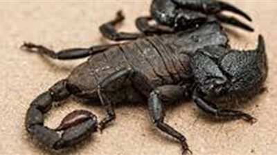 تفسير حلم  العقرب في المنام وعلاقته بالنميمة وارتكاب الفاحشة