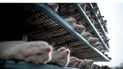 الدنمارك عن قرار إعدام ملايين حيوانات المنك بسبب كورونا: ارتكبنا خطأ