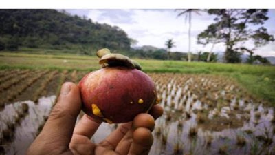 فاكهة غريبة.. الحل المثالي لمواجهة نمو الخلايا السرطانية وفقدان الوزن