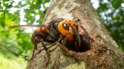 فريق أمريكي يتخلص من عش دبابير سامة يحتوي على أكثر من 200 ملكة