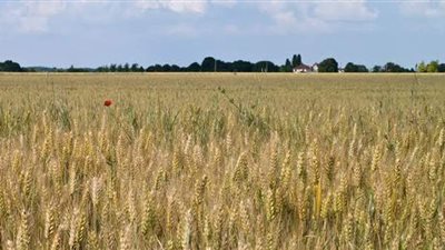 البحوث الزراعية تحدد مناطق الحقول الإرشادية لمحصول القمح بالوادى الجديد