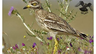 الزراعة:  إحباط تهريب 175 كروانا صحراويا للخارح من خلال مطار القاهرة