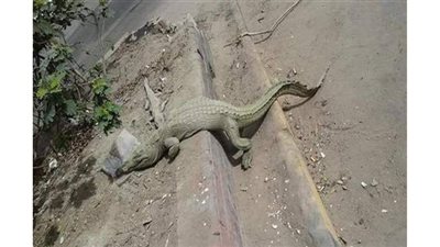 العثور على تمساح يتجول بحرية في قلب ملعب جولف بفلوريدا | فيديو