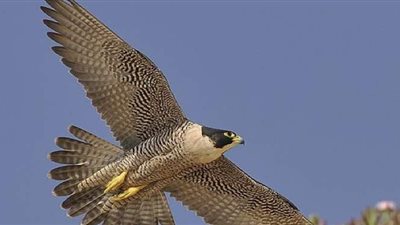 وزيرة البيئة: إحباط محاولة تهريب وبيع صقر شاهين بالبحر الأحمر