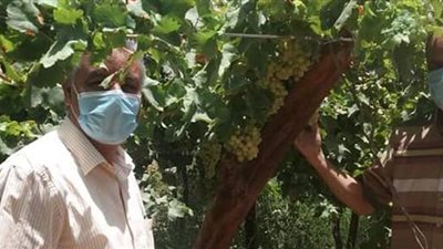 10 معلومات عن مشورعات جامعة جنوب الوادي لخدمة المجتمع في قنا | صور