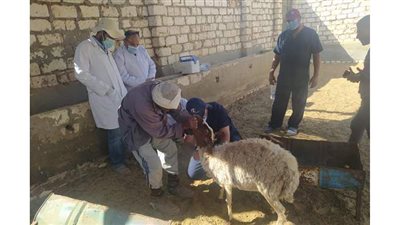 الزراعة:  تنفيذ قوافل بيطرية مجانية لفحص المواشي بواحة سيوة