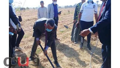 غرس 1200 شجرة مثمرة بجامعة جنوب الوادى| صور