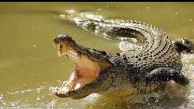 ظهور التماسيح في شوارع المكسيك | فيديو