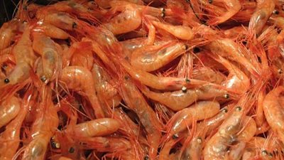 الصين ترصد فيروس كورونا في شحنة جمبري سعودية‎