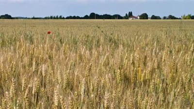 الوادي الجديد تنفذ 90 حقلا إرشاديا للقمح والشعير بواحة الداخلة