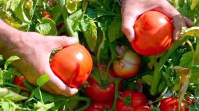 شعبة الخضروات تكشف موعد انخفاض أسعار الطماطم | فيديو