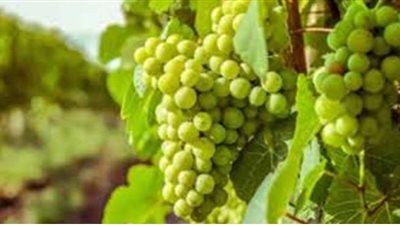 تفسير حلم العنب في المنام وعلاقته بالمال الكثير والحظ السعيد والمنصب الكبير