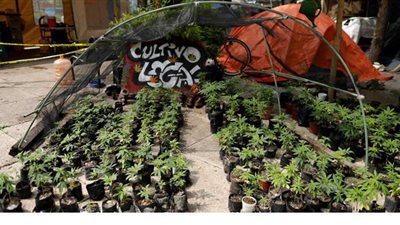 مجلس الشيوخ المكسيكي يبدأ دراسة مبادرة لشرعنة الماريجوانا