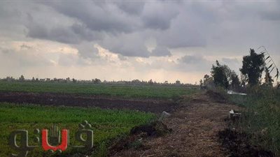 سقوط أمطار متوسطة على أنحاء متفرقة في الغربية | فيديو