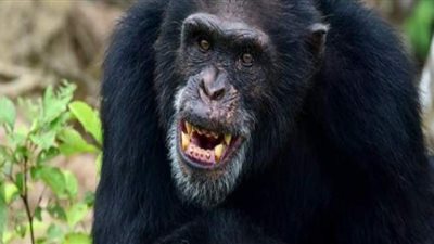 للمرة الأولى.. مرض الجذام يضرب قرود شمبانزي في غرب إفريقيا