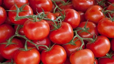 شعبة الخضروات: انخفاض أسعار الطماطم تدريجيا خلال أسبوعين