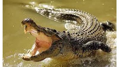 تفسير حلم التمساح في المنام وعلاقته بالغدر والخيانة