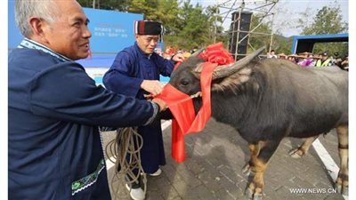 بالرقص والأطعمة التقليدية.. صينيون ينظمون مهرجانا لشكر البقر  | صور