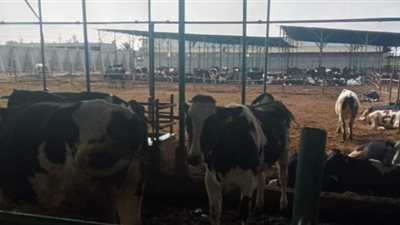 أمين صندوق الاتحاد يطرح خطة لتطوير شركة المهن الطبية للثروة الحيوانية