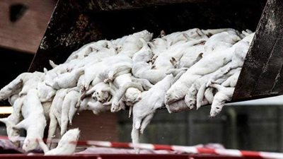 تعرف على أول دولة تعدم كافة حيوانات المنك بسبب كورونا