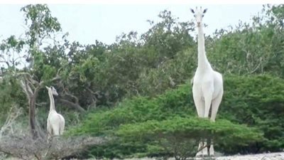 خطوة ذكية لحماية آخر زرافة بيضاء على الأرض