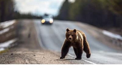 اصطدام طائرة بدب بني أثناء الهبوط في ألاسكا