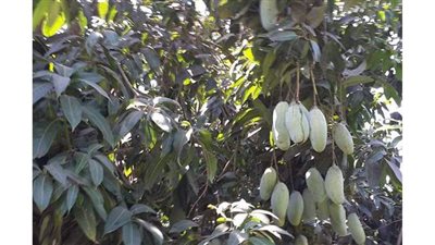 أستاذ بجامعة القناة يقدم نصائح لمزارعي المانجو