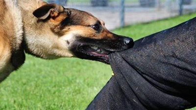 النيابة تطالب  الطب البيطري بالبحث عن كلب ضال عقر 7 أشخاص بالعجوزة والدقي