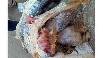 التحفظ علي طني  اسماك مملحة فاسدة بالفيوم