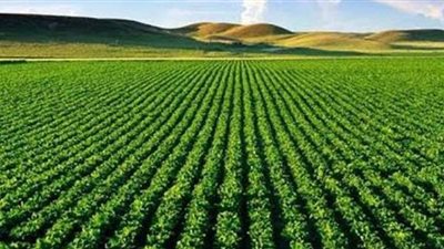 الزراعة: الصوبات الزراعية حافظت على الأمن الغذائي