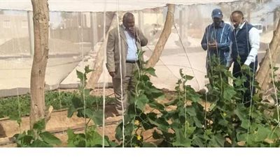 خطة لتطوير مشروعات الصوب الزراعية بمركز بلاط بالوادى الجديد