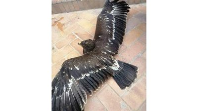 البيئة تنجح في إنقاذ عقاب السعفاء الكبرى بمحميات جنوب سيناء