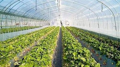 الزراعة: إنتاج الصوب الزراعية يعادل 10 أضعاف الحقول المكشوفة