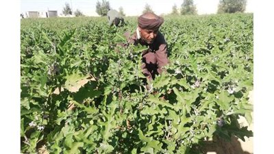 صحراء سيناء تتحول إلى خضراء.. ١٣ مزرعة لخدمة أهالي شبه الجزيرة.. والكانتلوب والنخيل والرمان أهم الزراعات