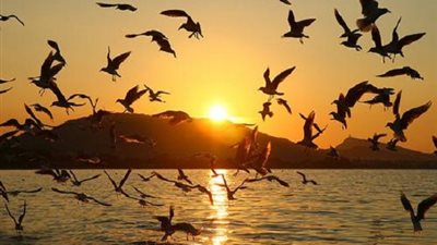 الطيور المهاجرة إلى مصر.. «البيئة»: غير حاملة للأمراض.. تأتي في سبتمبر ونوفمبر.. رصد 30 نوعا مهددا بالانقراض.. تتواجد في جنوب سيناء وعلى سواحل البحر المتوسط.. ومطالب بسن تشريعات لمنع الصيد ا