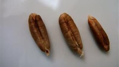 نواة التمر يساعد على ضبط السكر بالدم ويقاوم السرطان